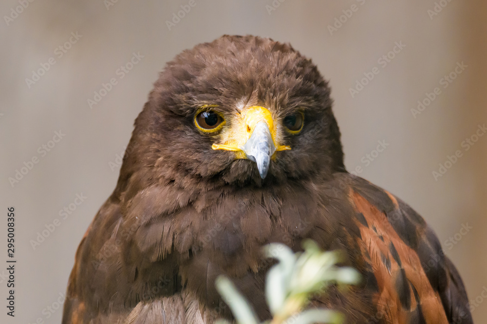 Closeup portrait of a harris hawk Closeup portrait of a harris hawk