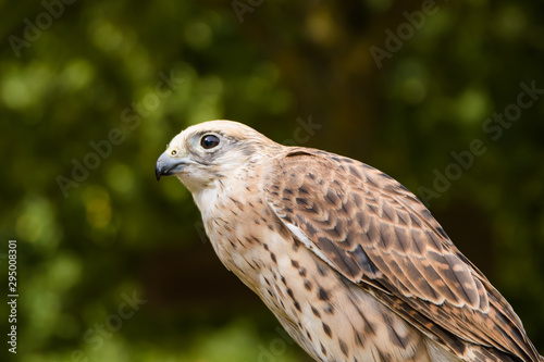 Closeup portrait of a gyr falcon hybrid