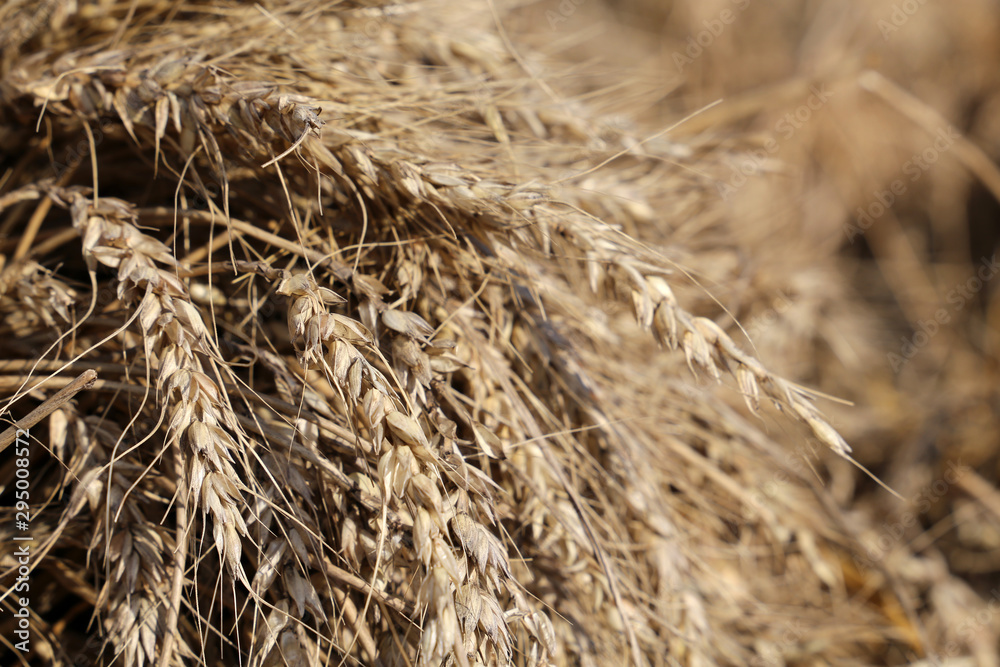 Wheat field, ears in sunlight closeup. Rural scenery, concept of the autumn harvest and agriculture Wheat field, ears in sunlight closeup. Rural scenery, concept of the autumn harvest and agriculture