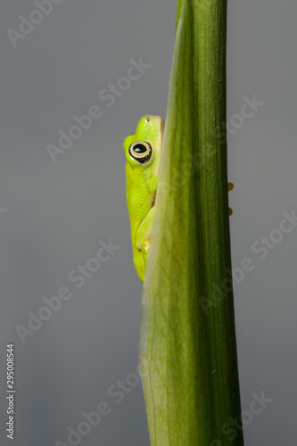 Young lemur leaf frog climbing on a plant photo