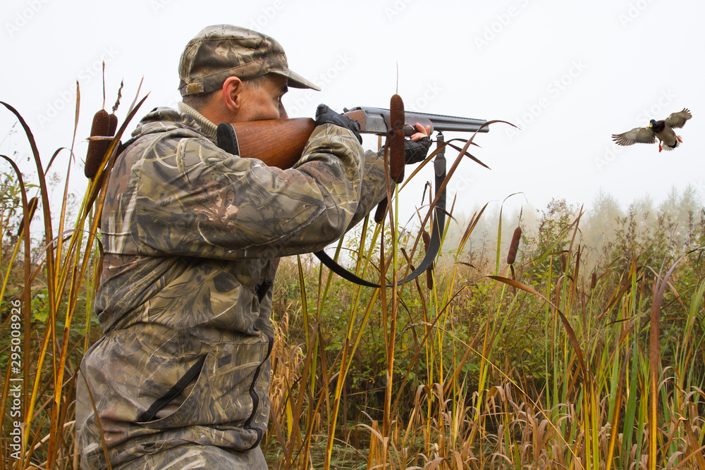Fototapeta premium the hunter takes aim at the flying duck among the cattails