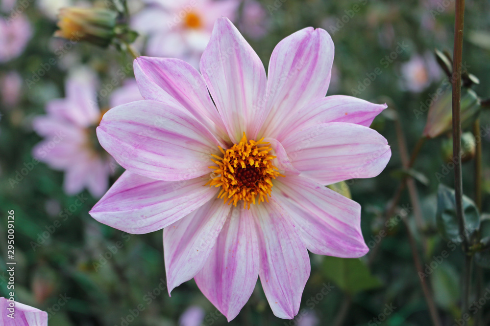 Obraz premium Pink Dahlia flower