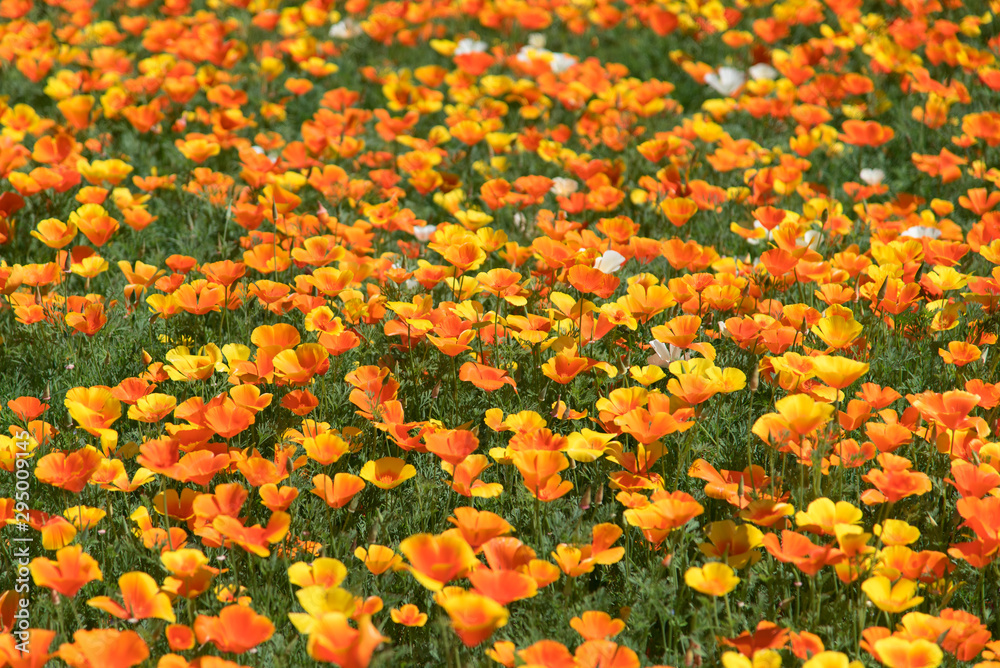 Un champ de soucis orange. Des fleurs orange dans un pré. Un pré printanier. Des fleurs au printemps. Une prairie. Un pré fleuri.
