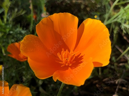 California poppy (Eschscholzia californica), Golden poppy, California sunlight, Cup of gold or Der Kalifornische Mohn, Goldmohn, Kalifornischer Kappenmohn oder Schlafmutzchen photo