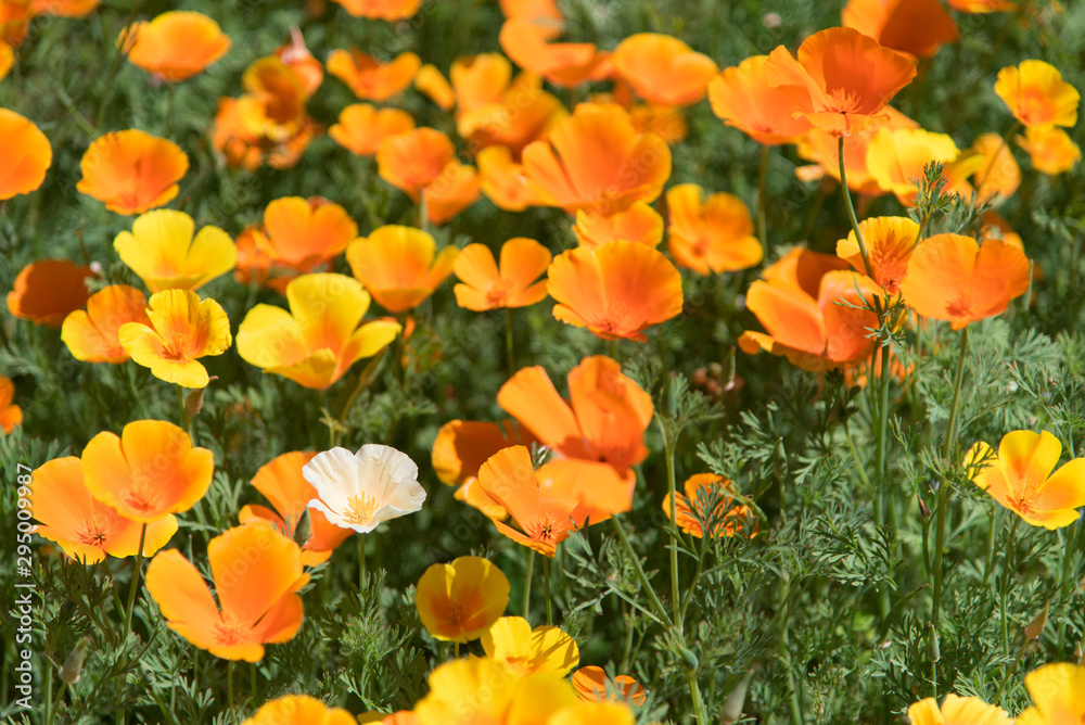 Un champ de soucis orange. Des fleurs orange dans un pré. Un pré printanier. Des fleurs au printemps. Une prairie. Un pré fleuri.