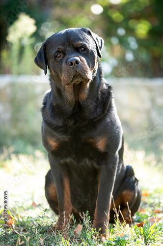 rottweiler in nature