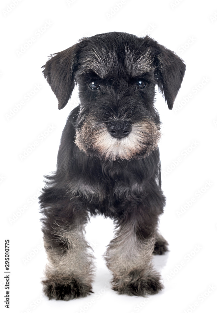 puppy miniature schnauzer