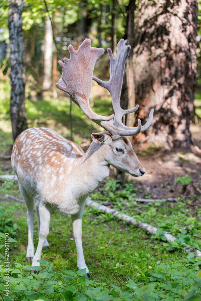 animal animal