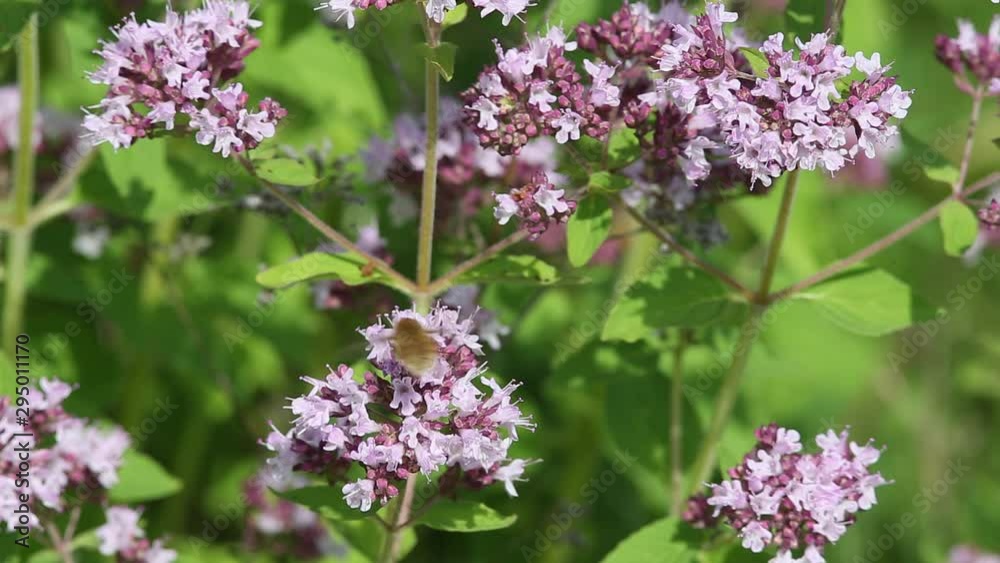 Rare Fly Large Bee-fly (Bombylius major) is sucking nectar from a flower by long proboscis