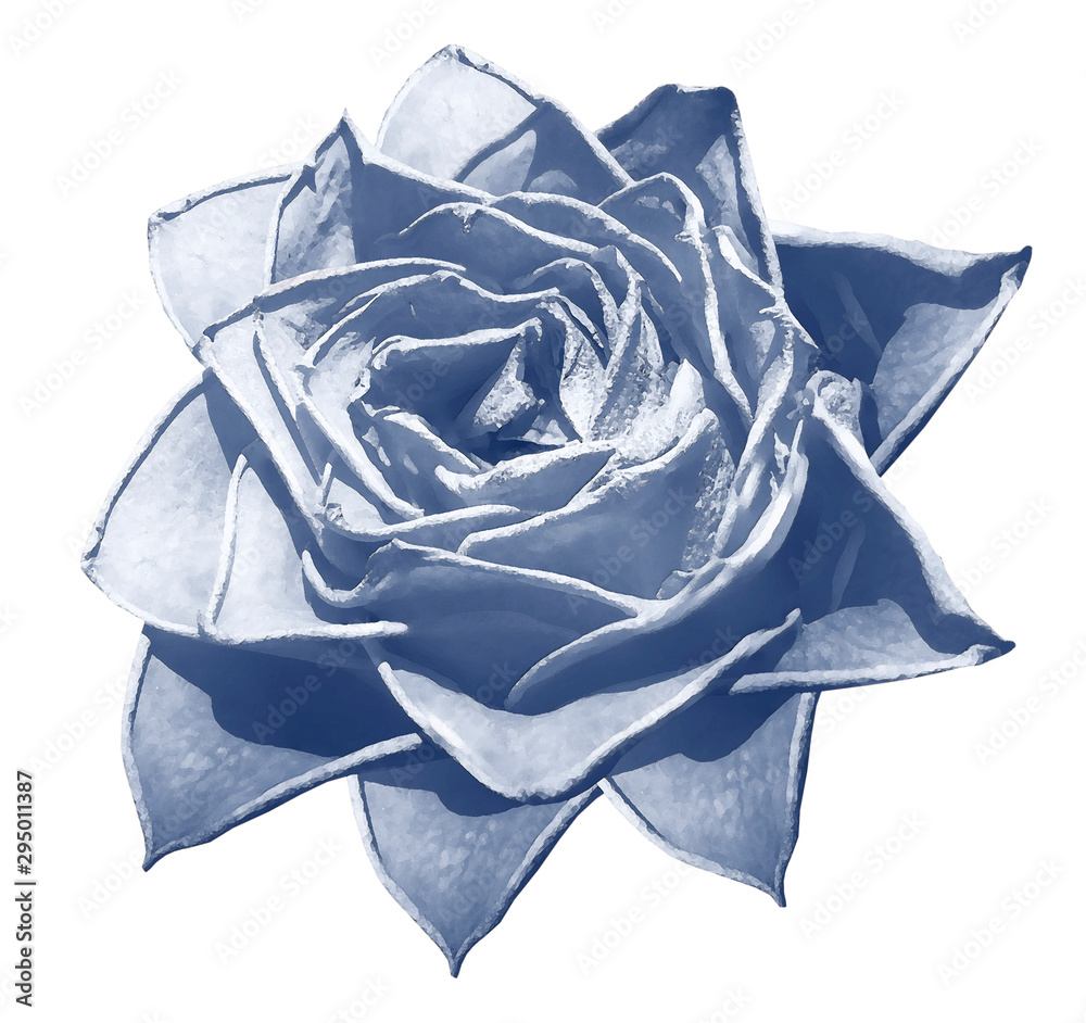 Obraz premium Watercolor blue rose. Flower insulated on a white background with clipping path. Close-up. For design. Nature.