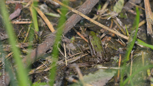 Rana verde nascosta tra l'erba del prato in settembre