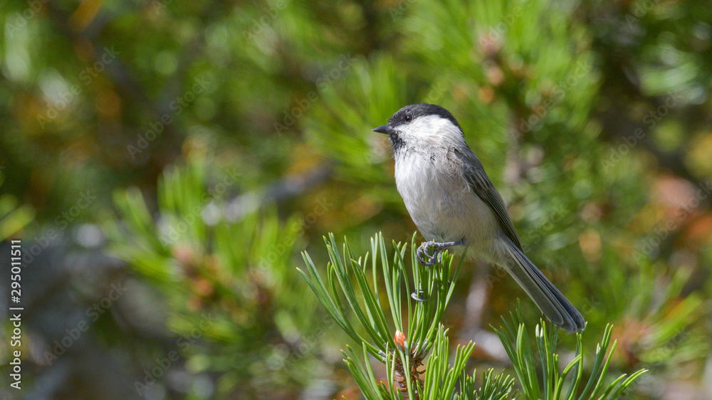 Cincia bigia alpestre posata sul ramo di pino cembro in montagna in estate