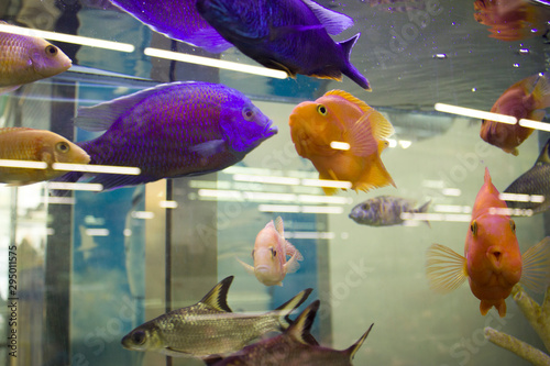 Colorful bright fish in the aquarium