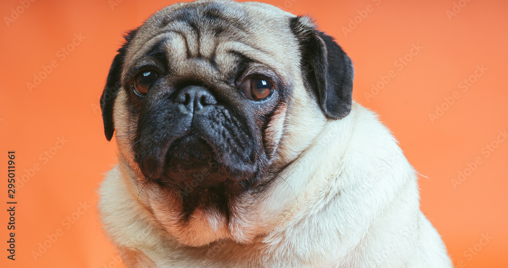 A beautiful pug sits on an orange background.