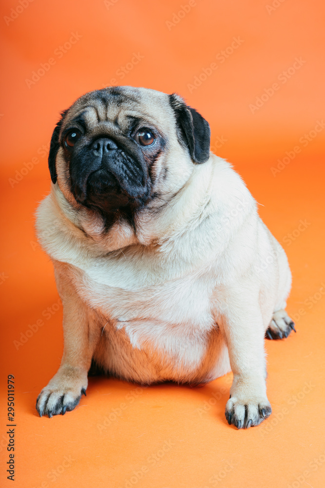 A beautiful pug sits on an orange background.