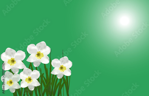 bunch of five narcissus flowers on green background