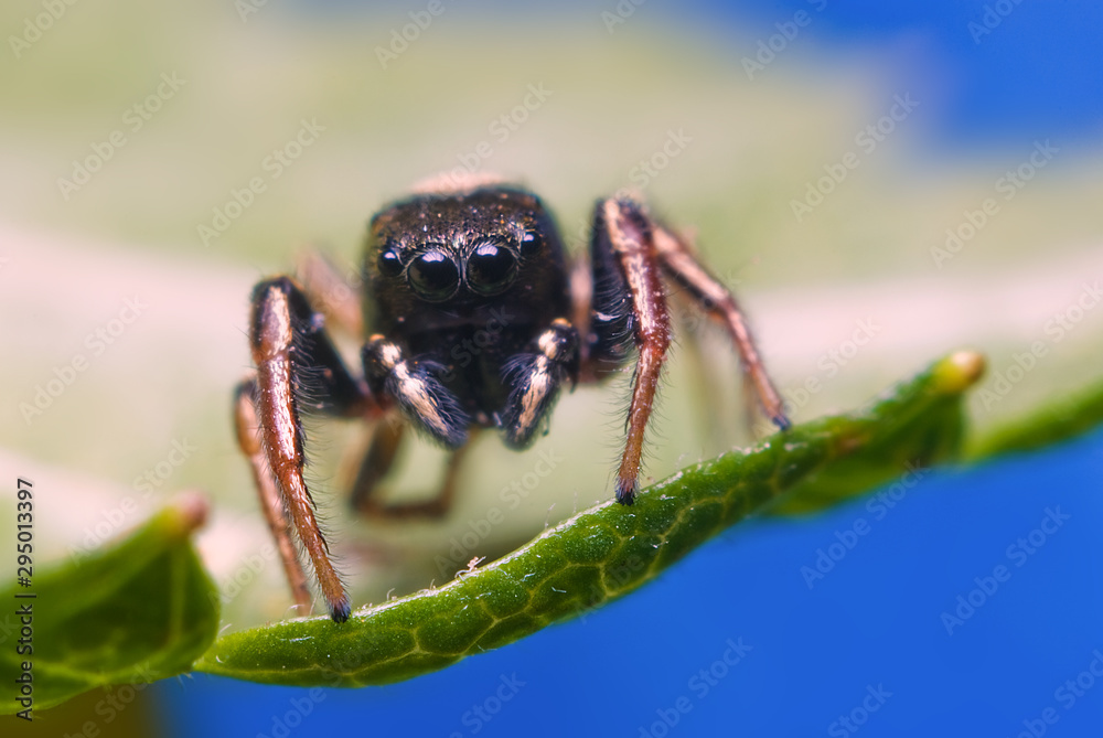 Jumping spider on bright background in nature Jumping spider on bright background in nature