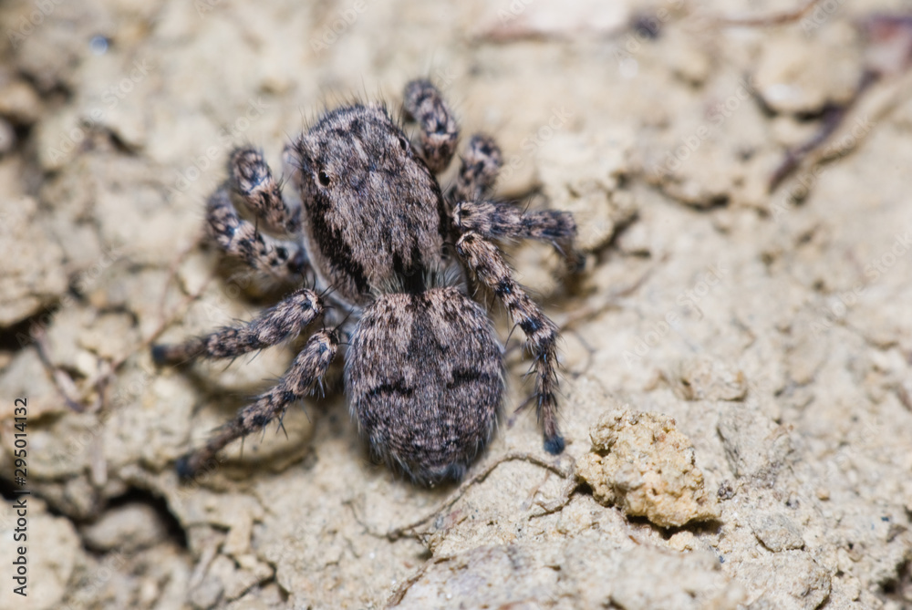 Jumping spider on bright background in nature Jumping spider on bright background in nature