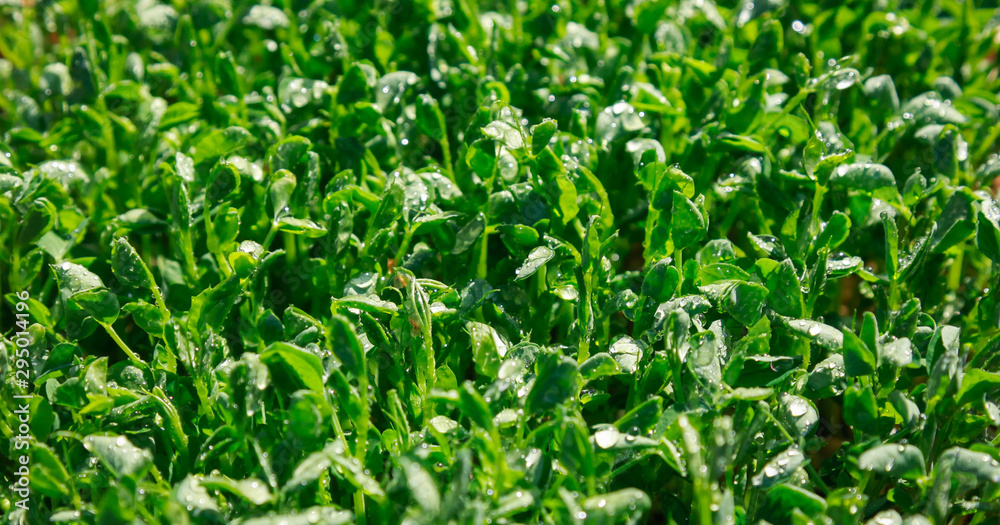 Fresh pea shoots for salad. Solar illumination