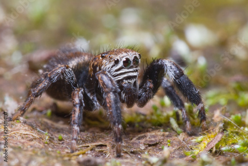 Jumping spider on bright background in nature