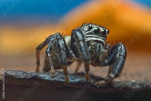 Wallpaper Mural Jumping spider on bright background in nature Torontodigital.ca