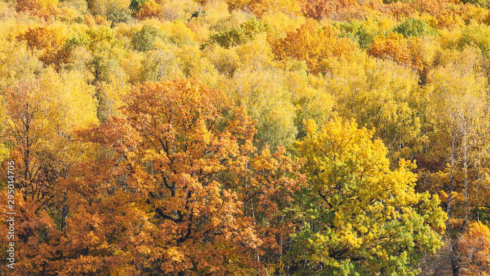 panoramic view with orange oak in yellow forest