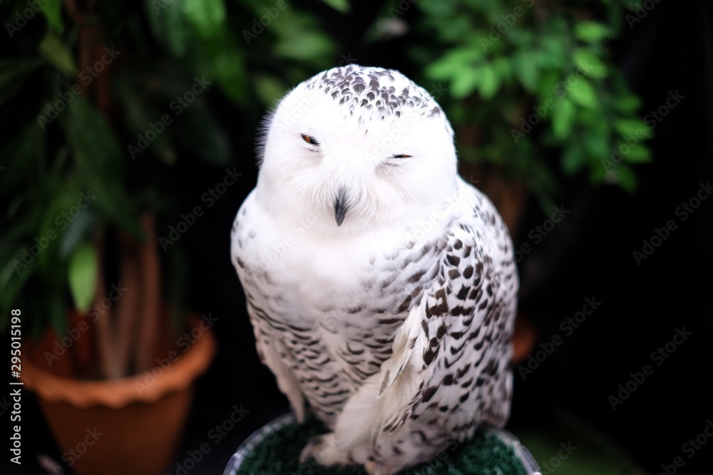 Fototapeta premium Female Snowy owl.