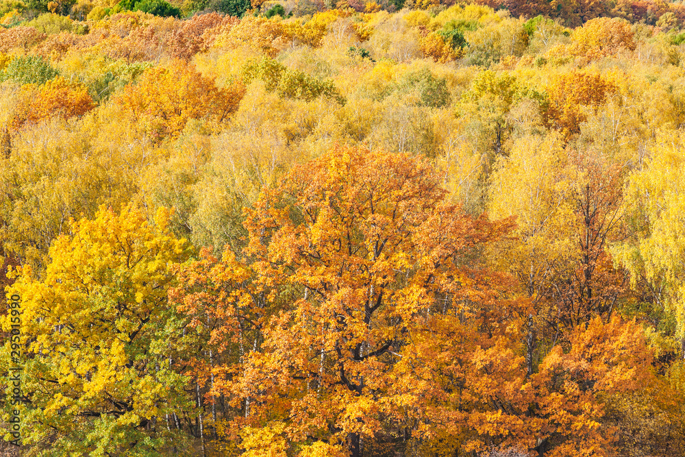 aerial view with orange oak tree in yellow forest