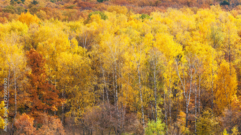 panoramic view with birch grove in yellow forest
