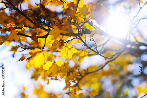 Colorful foliage in the autumn park. Autumn landscape. 