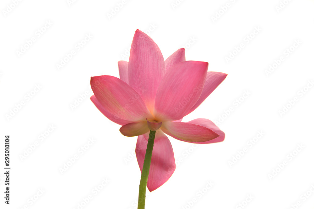 Beautiful pink waterlily or lotus flower isolated on white.