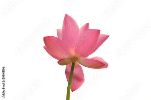 Beautiful pink waterlily or lotus flower isolated on white. © winai
