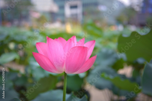 Beautiful pink waterlily or lotus flower with green leaf in pond.