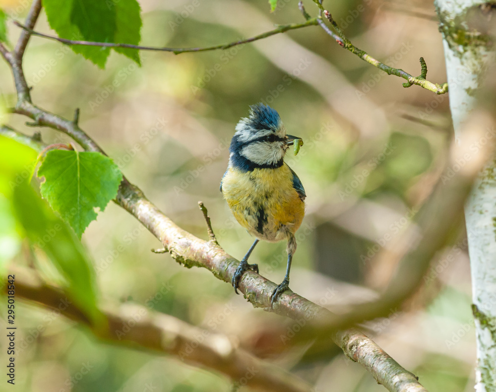 Obraz premium blue tit on branch with worm in beak