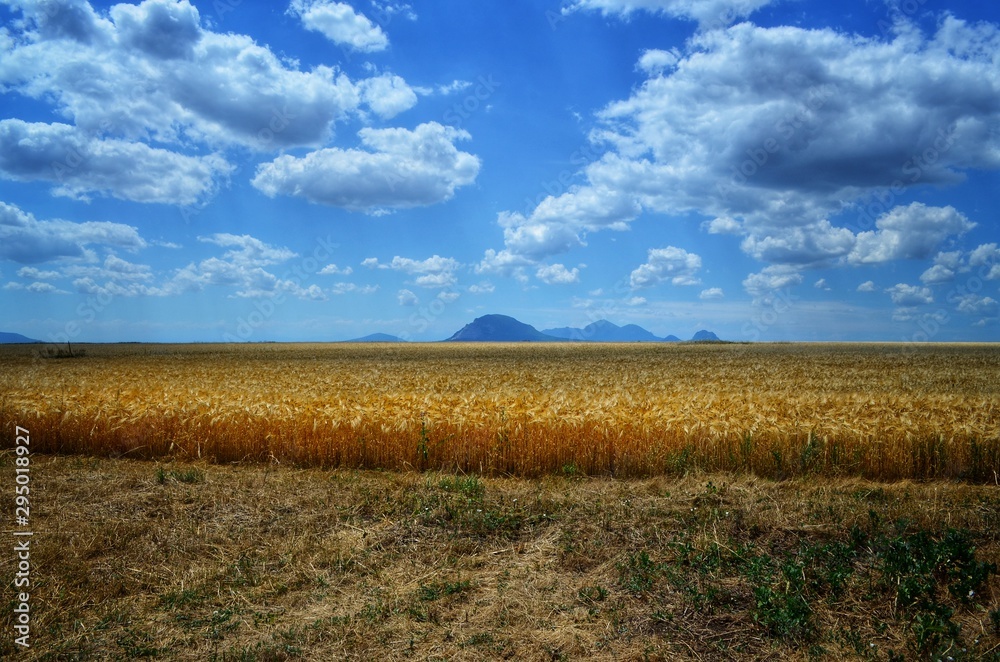 Fototapeta premium field and blue sky