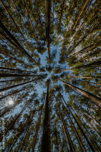looking up to the sky in the forest