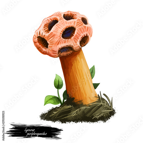 Lysurus periphragmoides, stalked lattice or chambered stinkhorn, mushroom closeup digital art illustration. Boletus has rusty colored fruit body and cap with holes. Plants growing in wood and forest photo