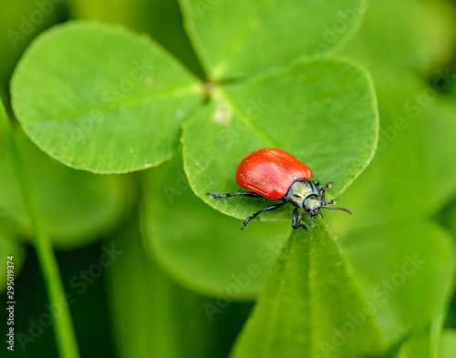 red beetle on clover leaf