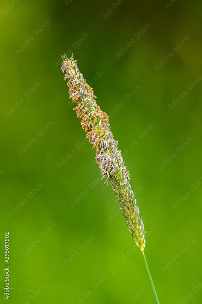 ear of grass in bloom