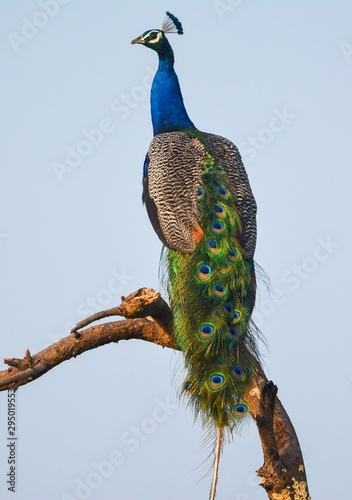 INDIAN PEACOCK