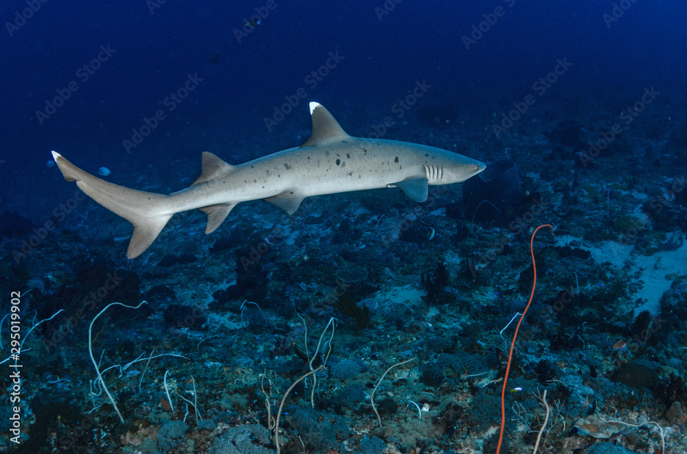 Obraz premium whitetip shark