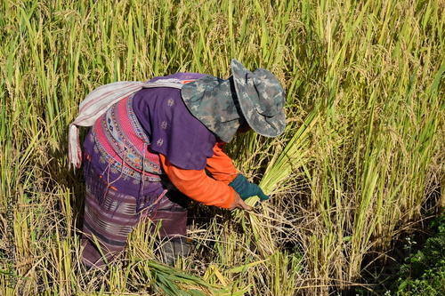 Harvesting season. Farmer harvesting rice at Pa Bong Piang Rice Terraces, Thailand.