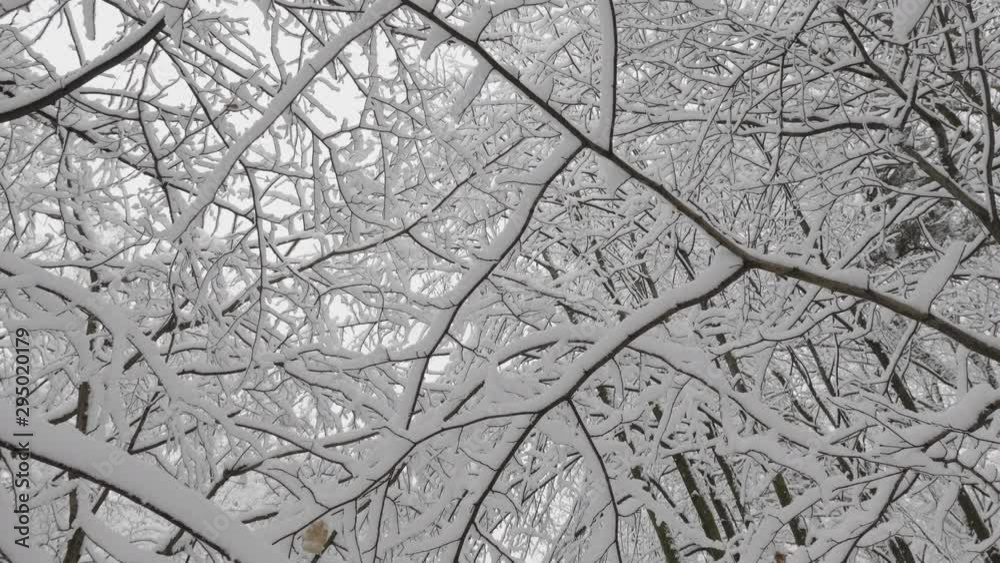 Winter forest during a snowfall, slow motion. Winter forest during a snowfall, slow motion.