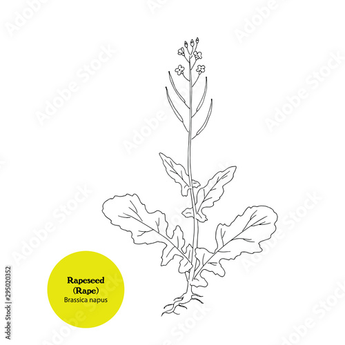 Illustration of Brassica napus plant, Rape, Canola, icon, sketch, hand drawing.