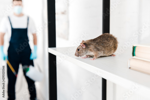 selective focus of small rat near exterminator holding toxic equipment photo