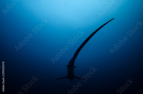 Thresher shark photo