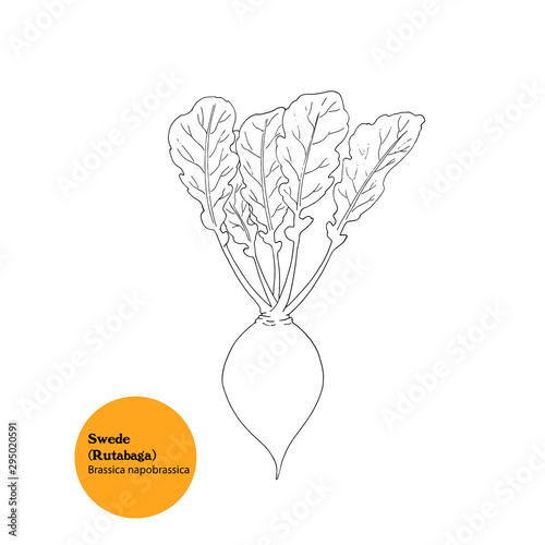 Illustration of Swede, or Rutabaga plant, line drawing, simple sketch.