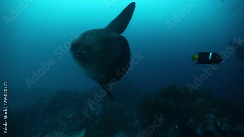 Mola mola fish in underwater marine life of Pacific Ocean. Amazing Actinopterygii moonfish sunfish fish in world of wildlife under water of blue lagoon on Galapagos Islands.