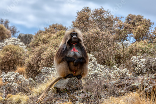 alpha male of endemic animal Gelada monkey. Theropithecus gelada, Simien Mountains, Africa Ethiopia wildlife
