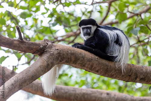 beautiful monkey Colobus guereza  in natural habitat near Lake Awassa  Ethiopia  Africa wildlife
